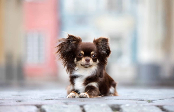 world's smallest dog breed world's smallest dog breed