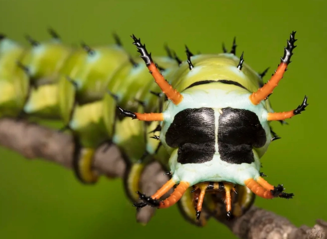 tomato hornworm