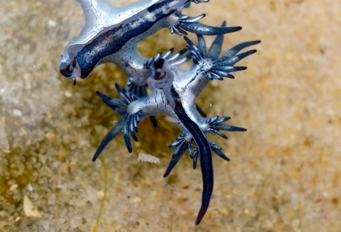 glaucus atlanticus sting glaucus atlanticus sting