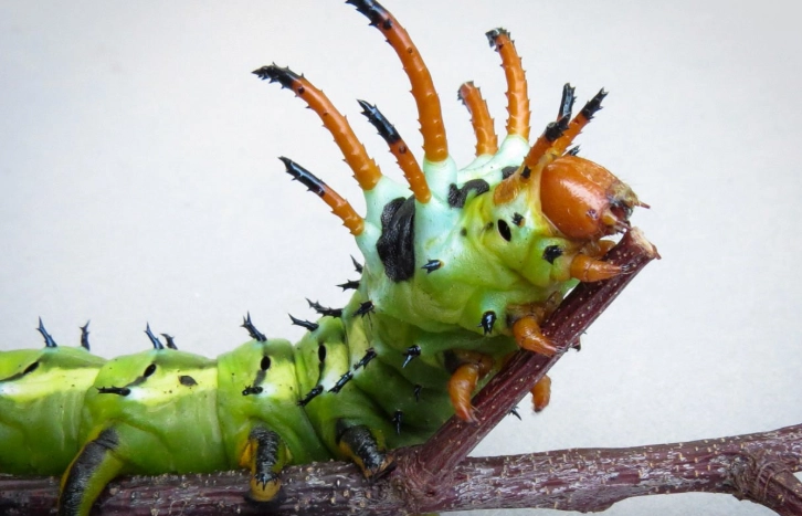 tomato hornworm