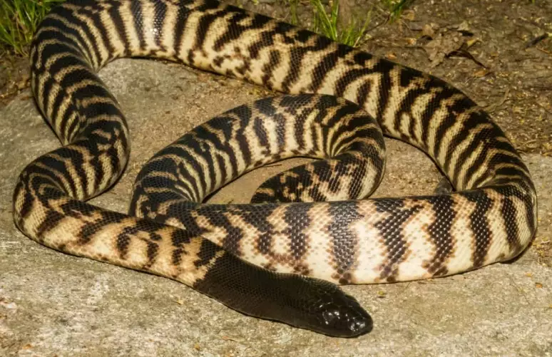 black headed python pet black headed python pet