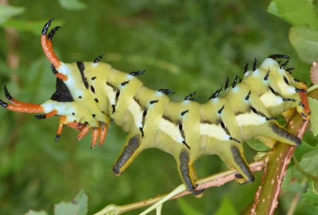 tomato hornworm