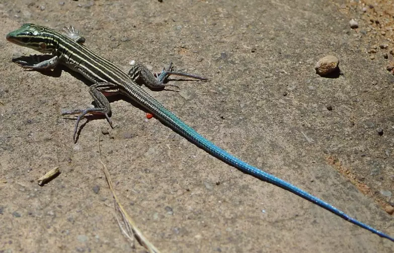 blue-tailed skink