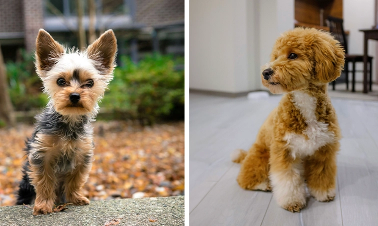 teacup dogs health problems teacup dogs health problems