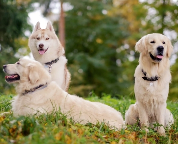 husky golden retriever mix