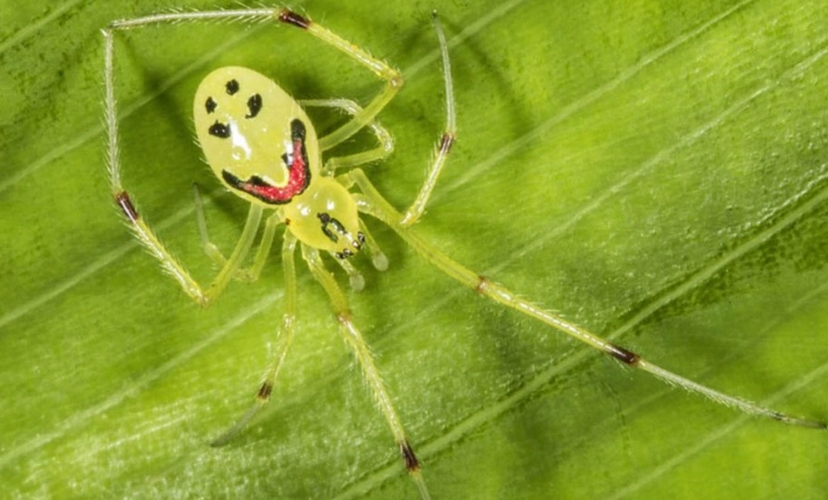 spider with smiley face spider with smiley face