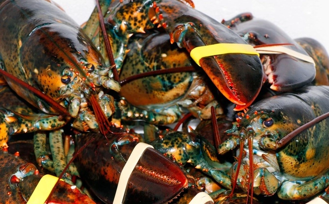 blue lobster blue lobster