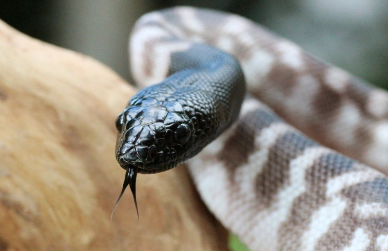 black headed python care black headed python care