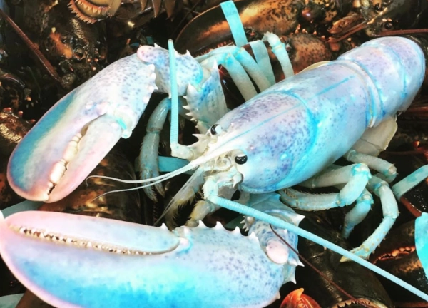 blue lobster blue lobster