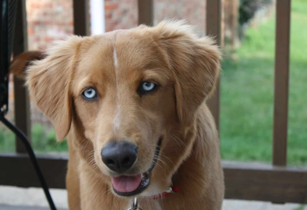 golden retriever husky mix temperament golden retriever husky mix temperament