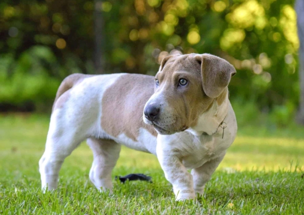 basset mix breeds basset mix breeds