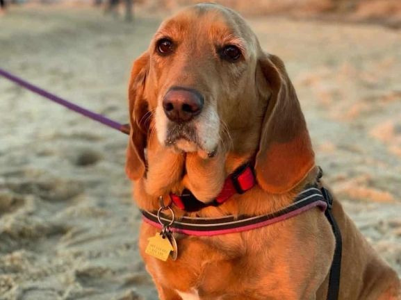 basset hound mix puppies basset hound mix puppies