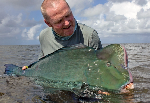bumphead parrotfish bumphead parrotfish