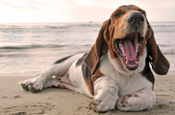 basset hound mix puppies basset hound mix puppies