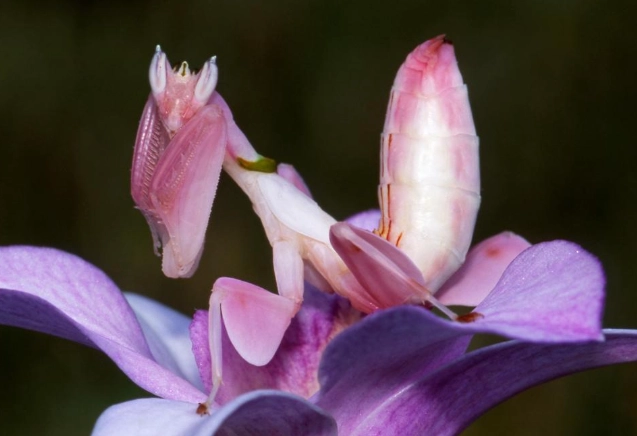 praying mantis orchid care praying mantis orchid care