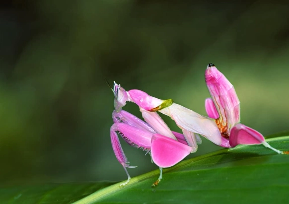 praying mantis orchid care praying mantis orchid care