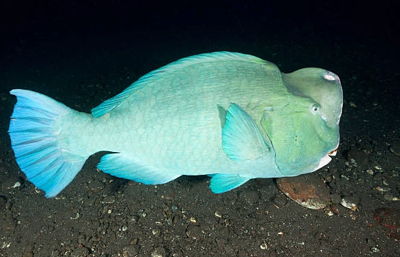 humphead parrotfish humphead parrotfish
