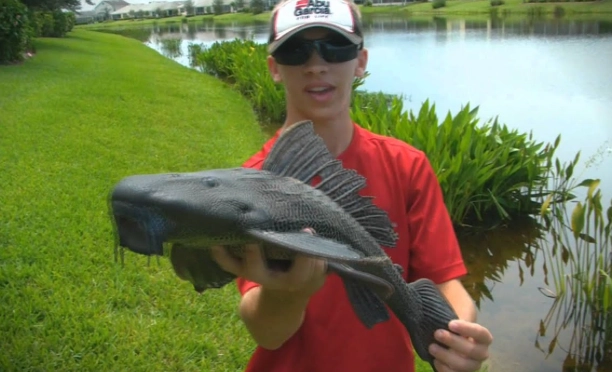 how to catch crazy catfish