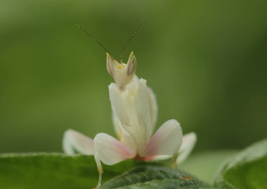 orchid watering mistakes orchid watering mistakes