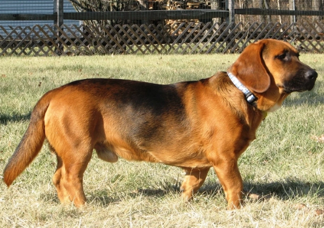 basset mix breeds basset mix breeds
