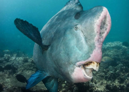 coral reef conservation coral reef conservation