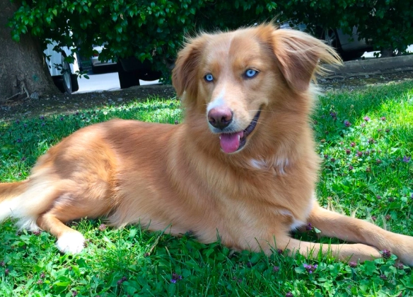 golden retriever husky mix temperament golden retriever husky mix temperament