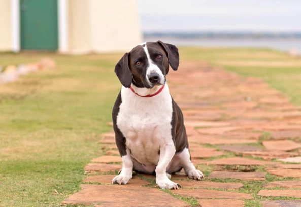 basset mix temperament basset mix temperament