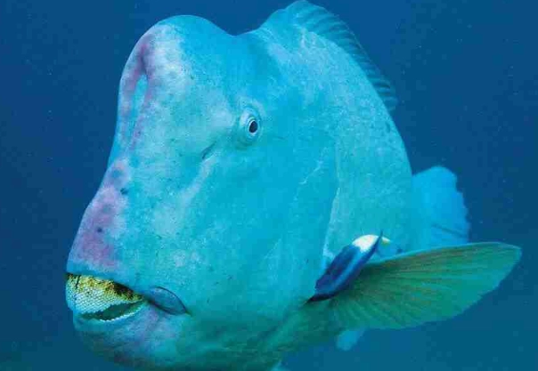 humphead parrotfish humphead parrotfish