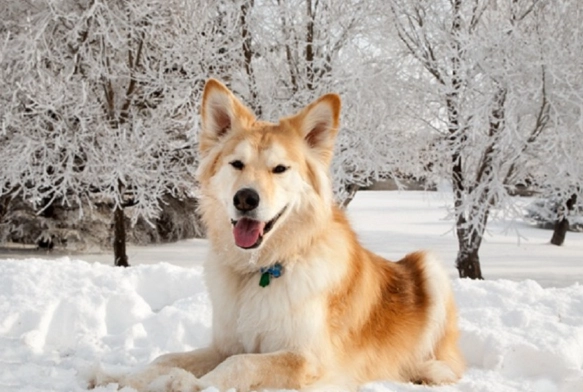 golden retriever husky mix golden retriever husky mix