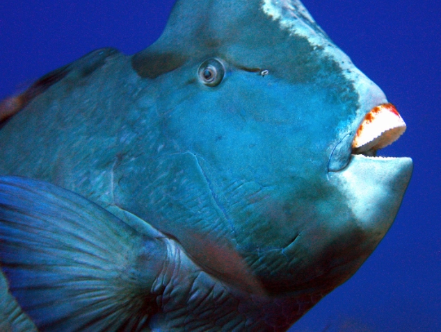 bumphead parrotfish bumphead parrotfish