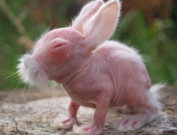 hairless bunny breed hairless bunny breed