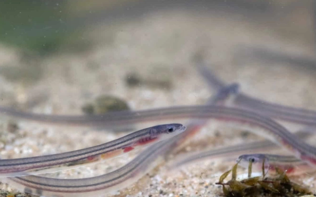 raising baby eels