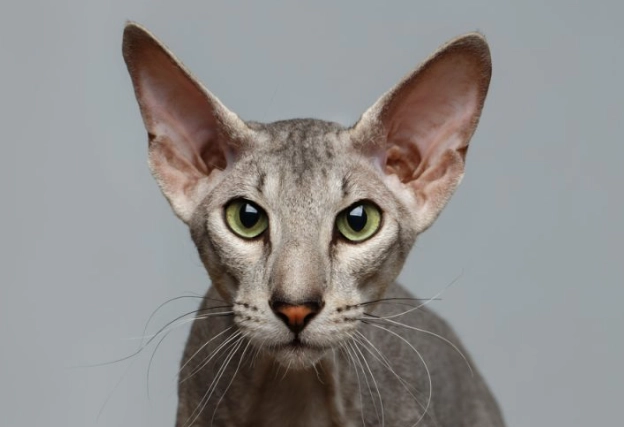 odd cat breeds odd cat breeds