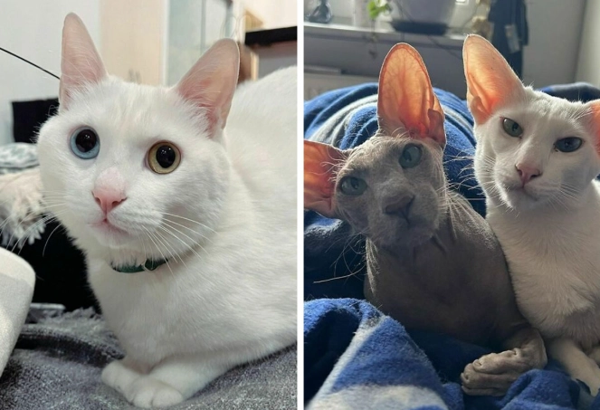 unique cat breeds unique cat breeds