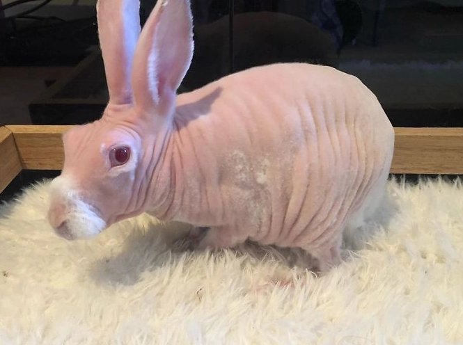 hairless rabbit care hairless rabbit care
