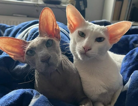 rare cat breeds rare cat breeds