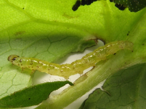 ginger caterpillar moth