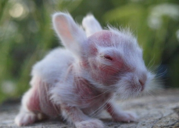 naked rabbit health issues naked rabbit health issues