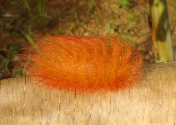 ginger caterpillar moth