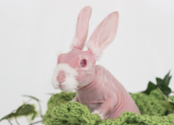 hairless bunny breed hairless bunny breed