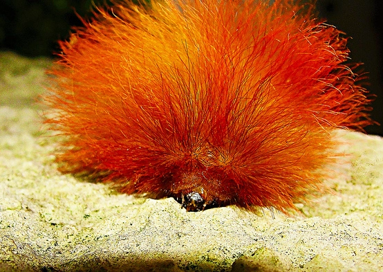 ginger caterpillar identification