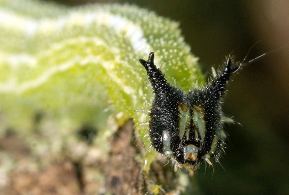 identify Japanese caterpillars identify Japanese caterpillars