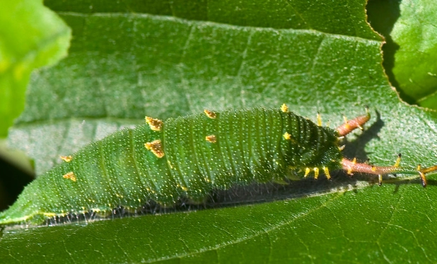 Japanese stinging caterpillars Japanese stinging caterpillars