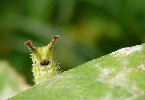 identify Japanese caterpillars identify Japanese caterpillars