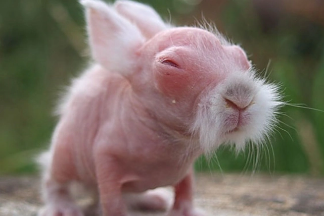 hairless rabbit care hairless rabbit care