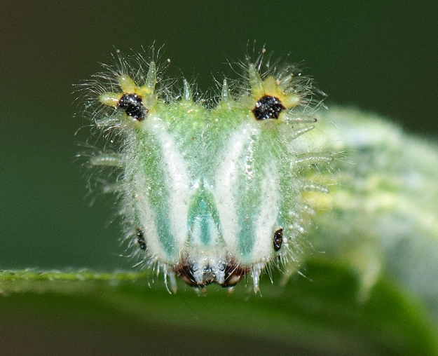 Japanese caterpillar species Japanese caterpillar species