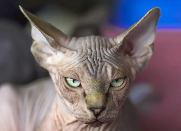 odd cat breeds odd cat breeds