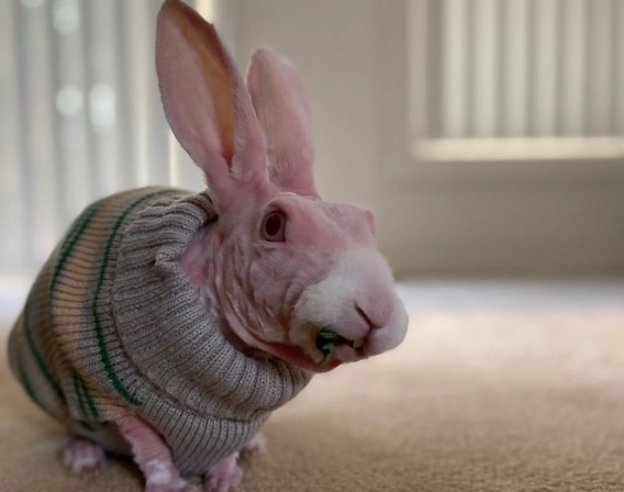 naked rabbit health issues naked rabbit health issues