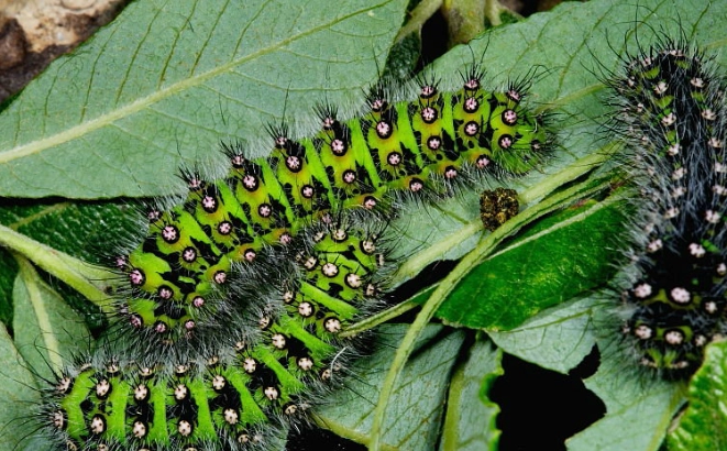 Japanese caterpillar species Japanese caterpillar species