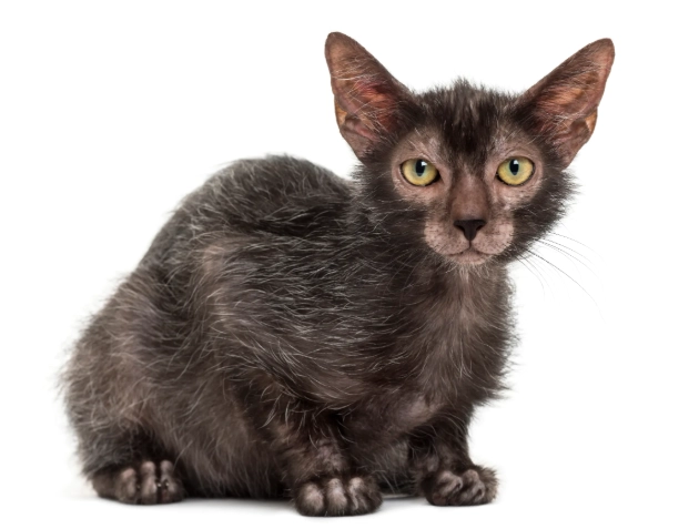 unique cat breeds unique cat breeds